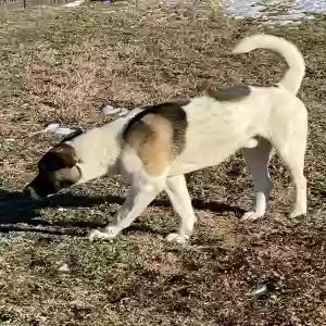 lost male dog unknown