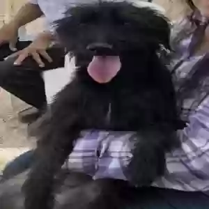 lost male dog snake