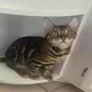 lost male cat unknown