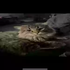 lost male cat bear