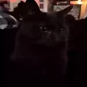 lost male cat binx