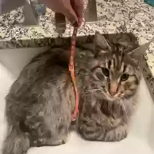 found unknown cat unknown