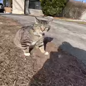 lost male cat osiris
