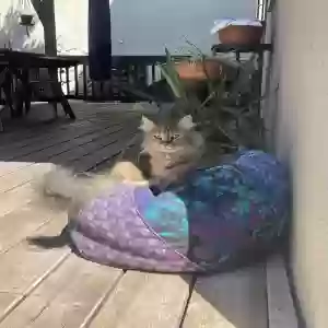 lost female cat margo