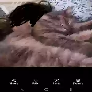 lost female cat charlotte 
