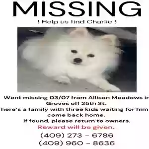 lost male dog unknown