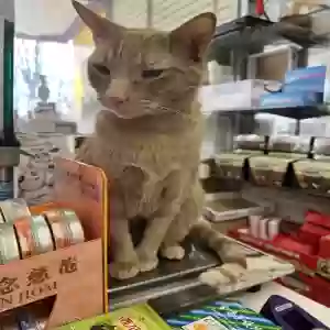 lost male cat cash