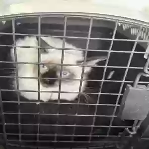 lost female cat willow