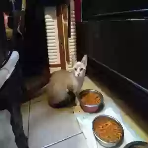 lost female cat unknown