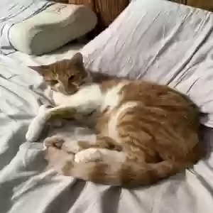 lost male cat freckles