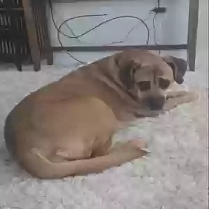 lost female dog laylee
