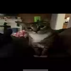 lost male cat wonton