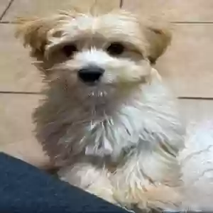 lost male dog kai