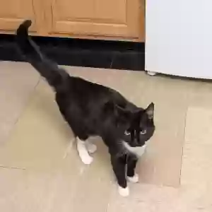 lost male cat wallace