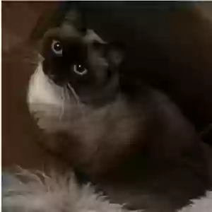 lost female cat saki