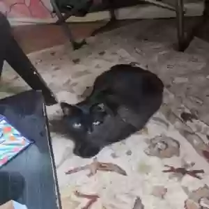 lost female cat havarti