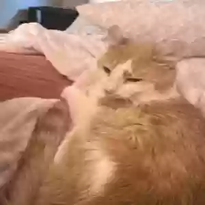 lost male cat leo