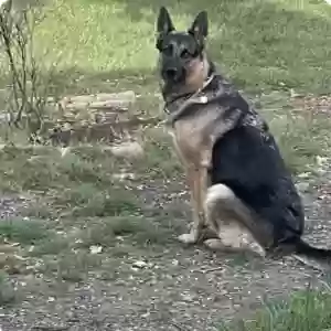 lost female dog nova