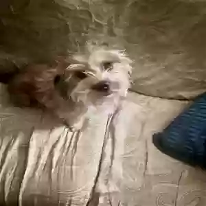 lost female dog rosie