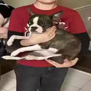 lost female dog unknown