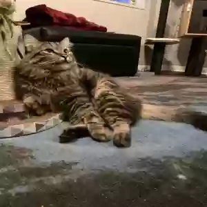 lost male cat buddy
