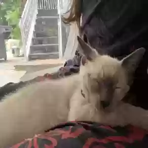 lost female cat malai