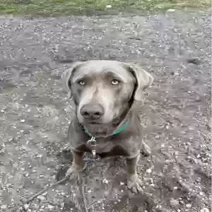lost male dog trigger