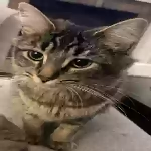 lost female cat coco