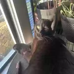 lost male cat unknown