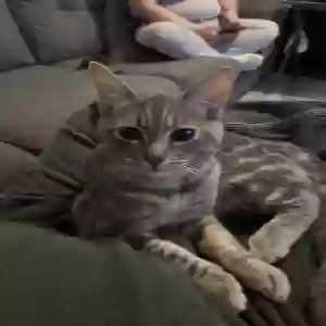 lost male cat stinky