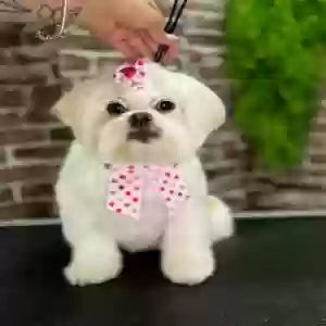 lost female dog bella