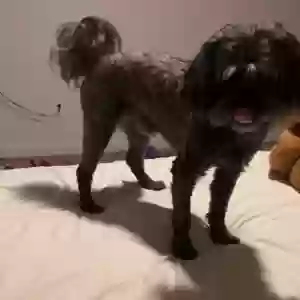 lost male dog spunky