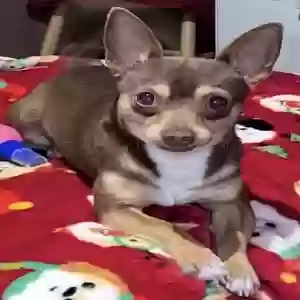 lost male dog canelo