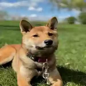 lost female dog toffee
