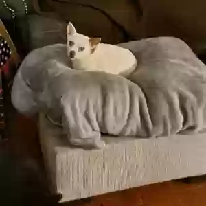 lost female dog baby girl