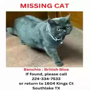 lost male cat benchie