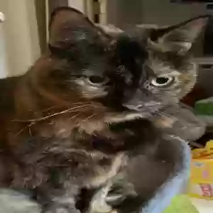 lost female cat mittens