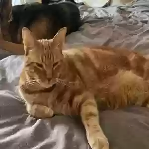 lost male cat liam