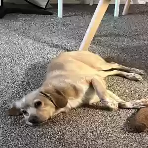 lost female dog mama