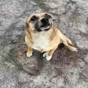 lost female dog nala
