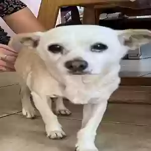 lost female dog unknown