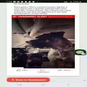 lost female dog gigi
