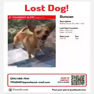 lost male dog duncan