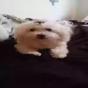 lost female dog luna griffin