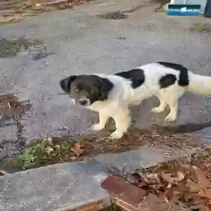 found male dog unknown