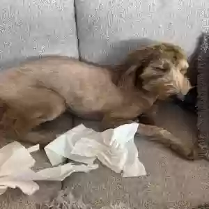 lost female dog cookie