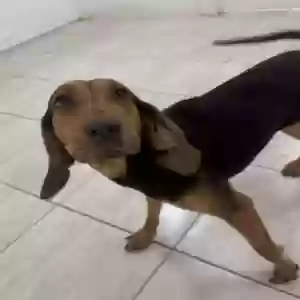 lost female dog millie