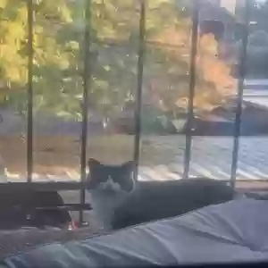 lost male cat nicodemus