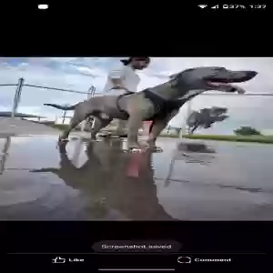 lost male dog gotham