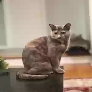 lost female cat latte